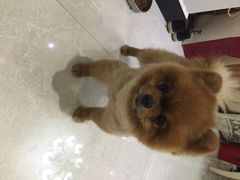 爱宠屋pet&nbsp;shop-爱宠屋pet shop·宠物洗澡·宠物美容