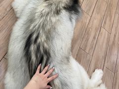-李小姐の猫咖啡馆(五角场店)