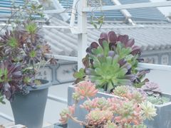 -唐咖精品咖啡(大理古城手冲店)