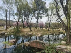 -香雪海
