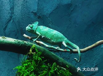 【没有异味】【动物偏小型】【场地大】 【咖啡厅】【休
