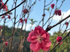 -南国桃园旅游度假区