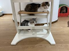 -1013 PET SHOP精品宠物商店(丁香店)