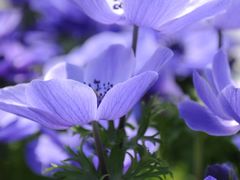 -上海鲜花港