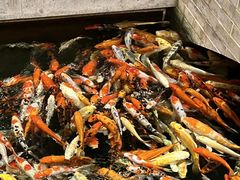 -龙悦湾酒家·八阵鱼生·渔人码头店