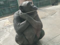 -石家庄市动物园