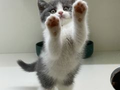 -飞行喵MR PILOT|猫舍·猫咖(静安大融城店)