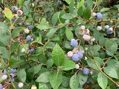 -金谷域澳洲庄园