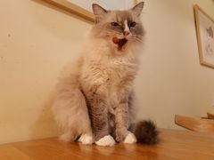 -滚猫咖啡·猫咖·猫友好撸猫(未来城店)