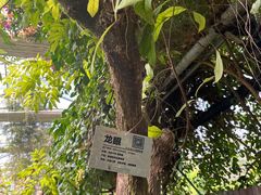 -呀路古热带植物园