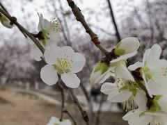 -桃花堤公园
