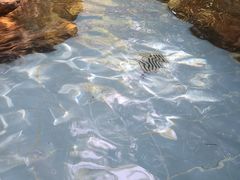 -森波拉火山温泉