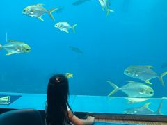 -瑞德姆美人鱼海底演艺主题餐厅(亚龙湾店)