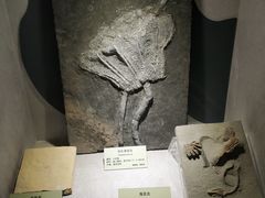 -河南自然博物馆