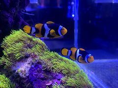 -海合安青岛极地海洋公园