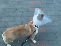 -北京恒爱动物医院(清景园分院)