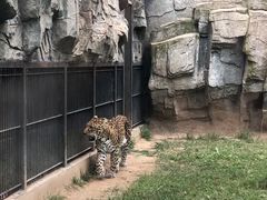 -石家庄市动物园