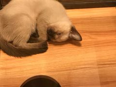 -袖虎·猫馆(体育西路店)