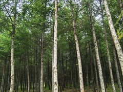 -御道口草原森林风景区