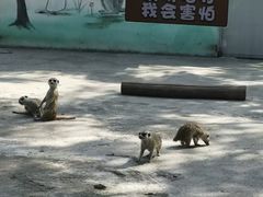 -苏州太湖西山岛开心农场