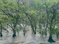-宝安西湾红树林湿地公园
