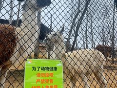 -大连森林动物园