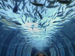 -海棠湾洲际-涛·海底餐厅·美人鱼·自助餐·海底隧道