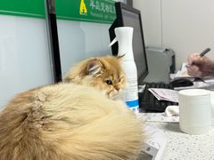 -半岛宠物医院24小时(科华中路店)
