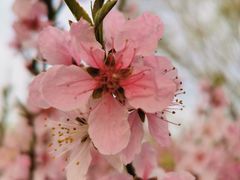 -永定河休闲森林公园