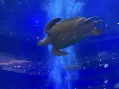 -成都浩海立方海洋公园