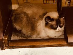 -猫色咖啡·猫咖