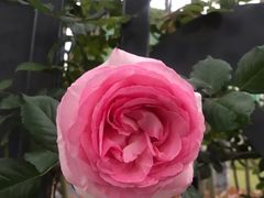 -杭州观成实验学校