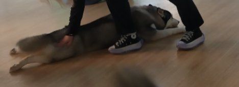 -Husky Go! 哈士奇体验馆·宠物咖啡厅狗咖