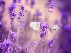 -欧典咖啡屋(台东店)