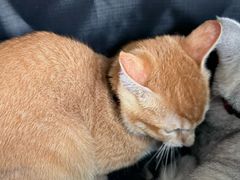 -博特宠物医院24h犬猫全科.骨科·异宠