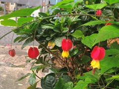 -溪岸路花鸟市场