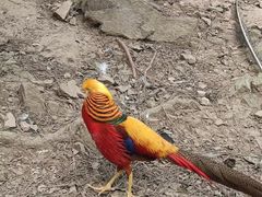 -燕塞湖鸟语林景区