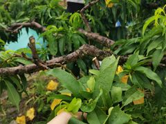 -南汇新场正宗水蜜桃采摘