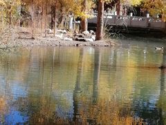-金塔沙漠胡杨林景区