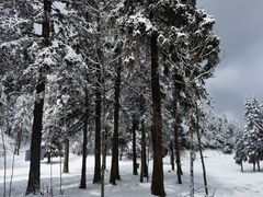 -武陵山森林公园