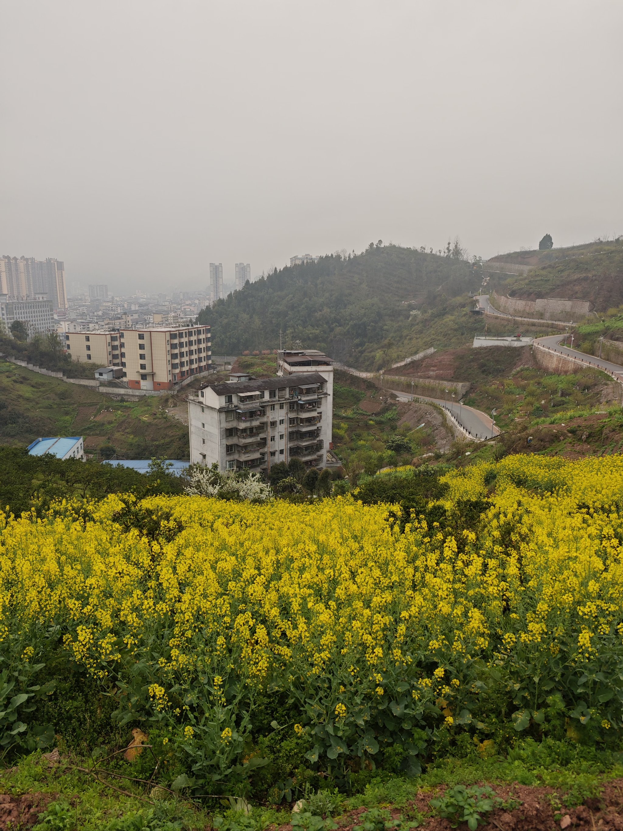 泸州市区油菜花图片