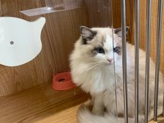 -老吴的猫·猫舍(新区店)