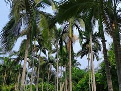 -中国科学院西双版纳热带植物园