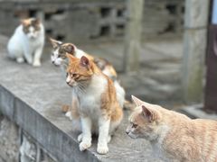 -四门塔风景区