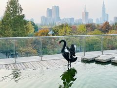 -行者书屋大堂吧 ·下午茶(南京圣和府邸酒店)