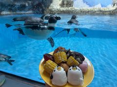 -帝企鹅自助餐厅•儿童岛•真企鹅(长隆企鹅酒店)