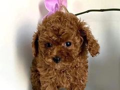 -喵汪萌宠屋旗舰店.洗澡美容.猫狗基地