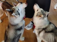 -Husky Go! 哈士奇体验馆·宠物咖啡厅狗咖