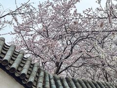 -桃花堤公园