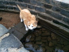 iphone_upload_pic-爱新觉罗皇家博物院